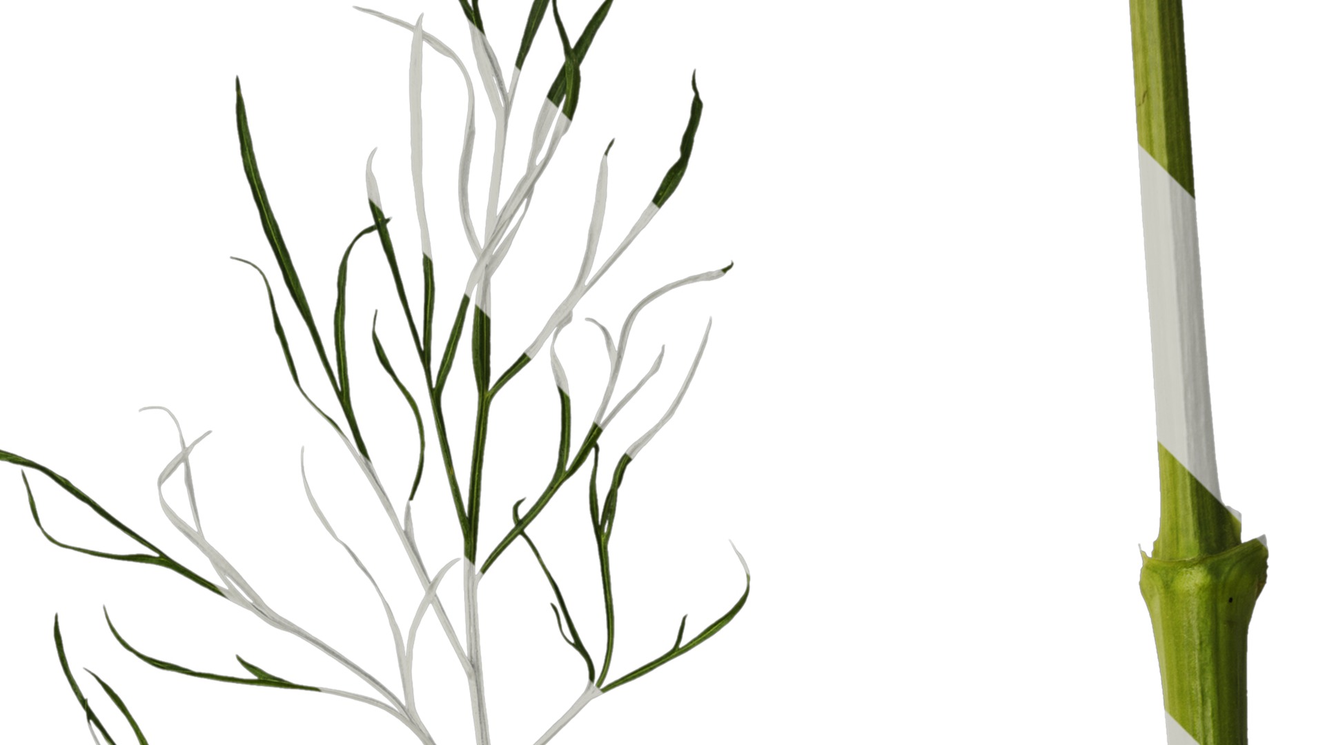 Anydrafts Cosmos bipinnatus Leaf 03 Texture_2