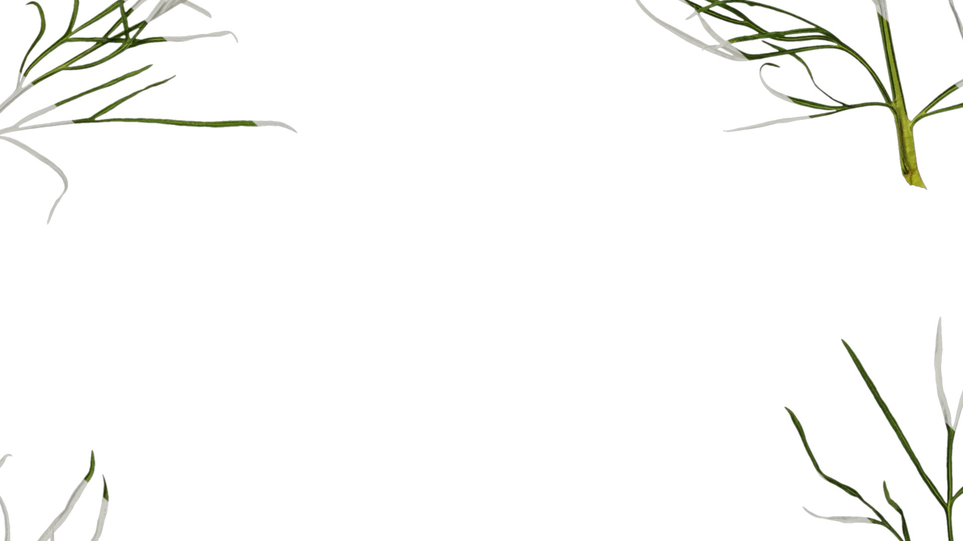 Anydrafts Cosmos bipinnatus Leaf 03 Texture_7