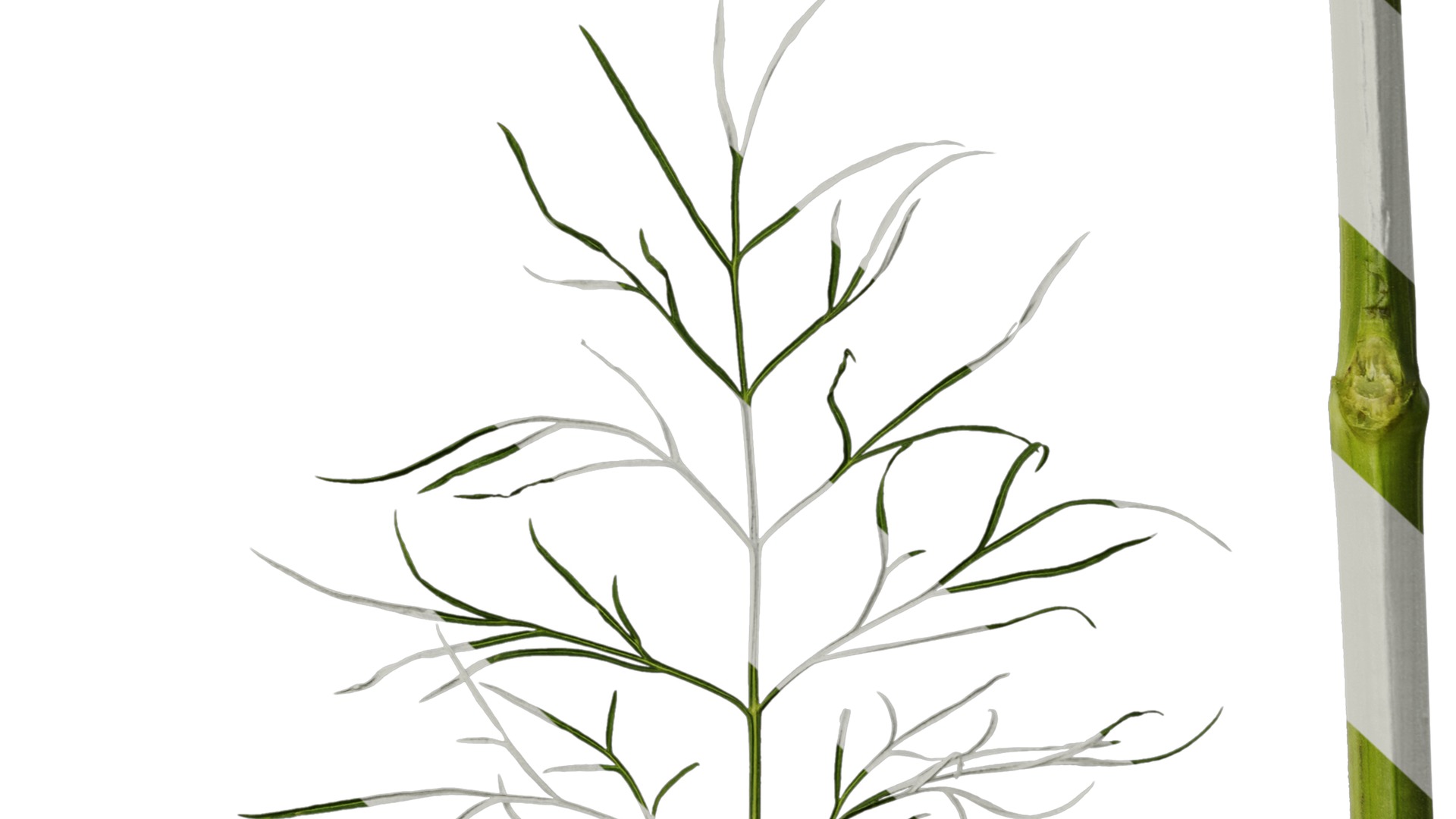 Anydrafts Cosmos bipinnatus Leaf 03 Texture_6