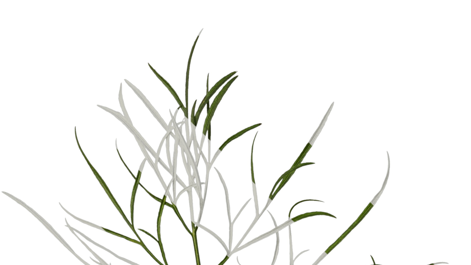 Anydrafts Cosmos bipinnatus Leaf 03 Texture_1