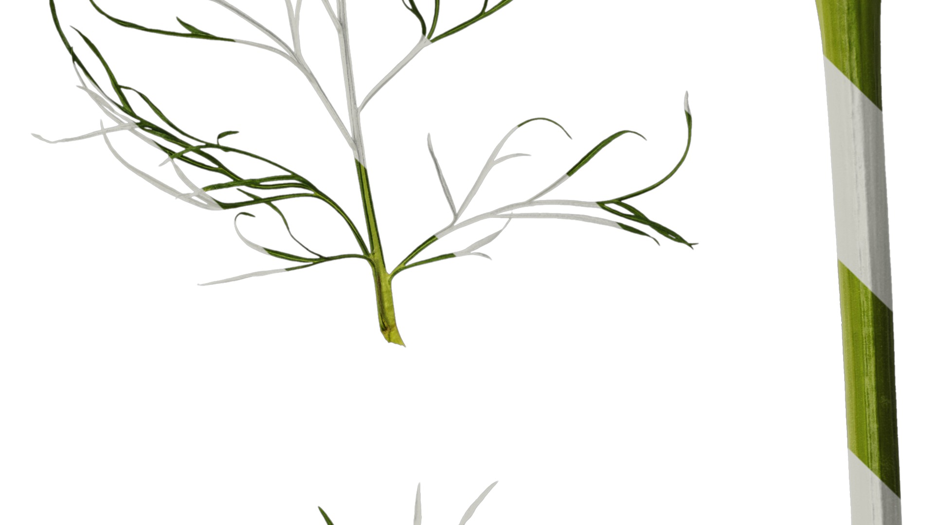 Anydrafts Cosmos bipinnatus Leaf 03 Texture_4