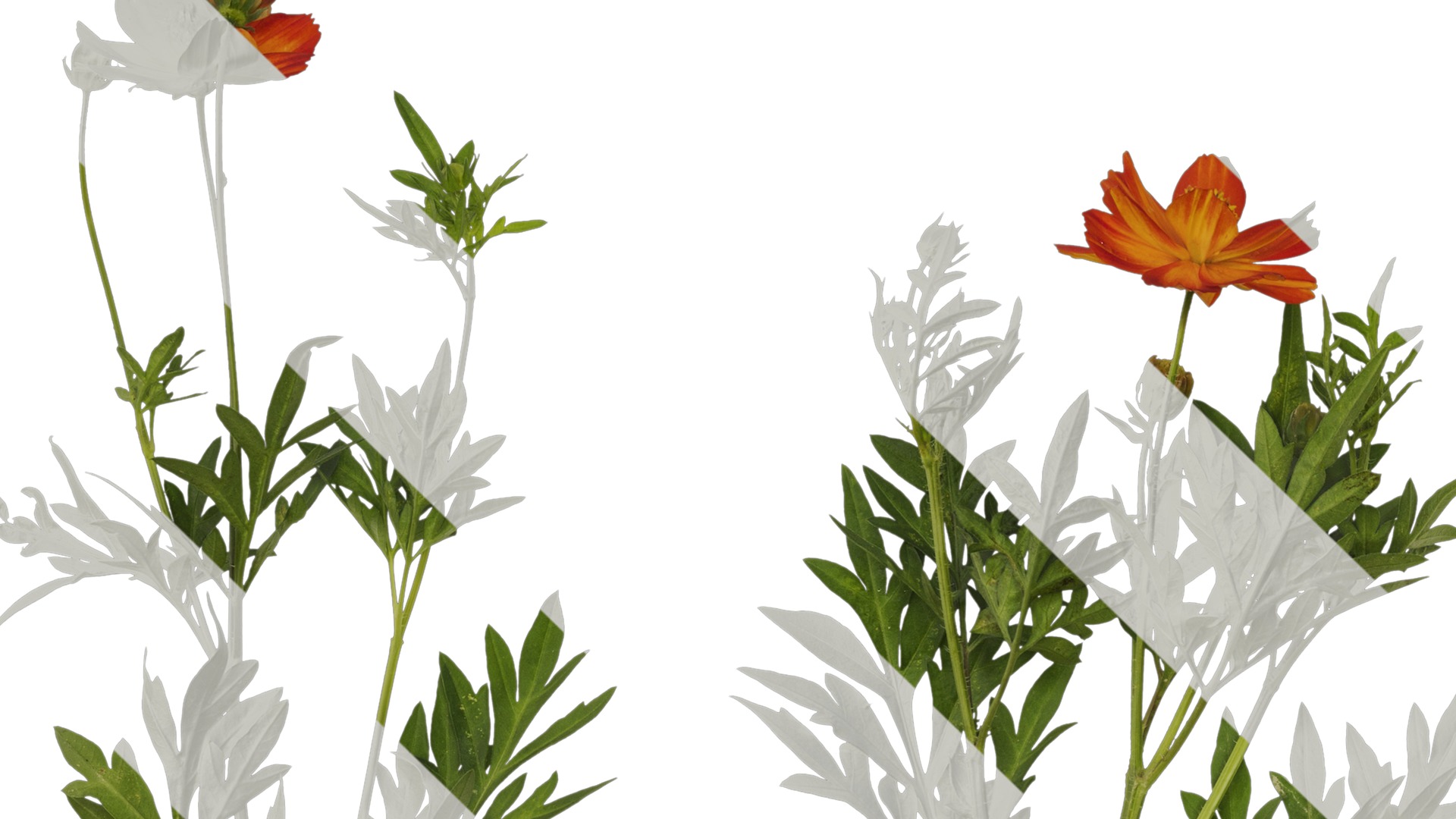 Anydrafts Cosmos sulphureus Atlas 03 Texture_3