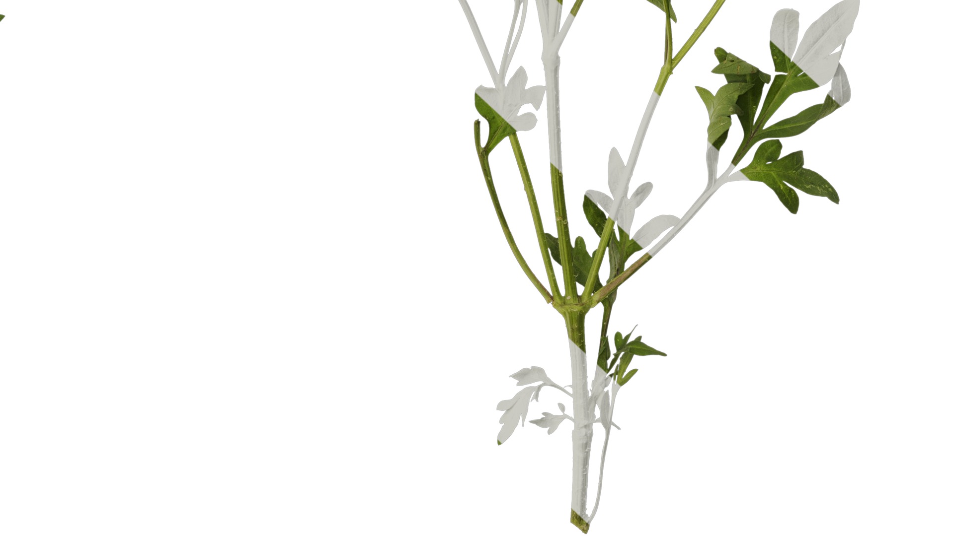 Anydrafts Cosmos sulphureus Atlas 03 Texture_6