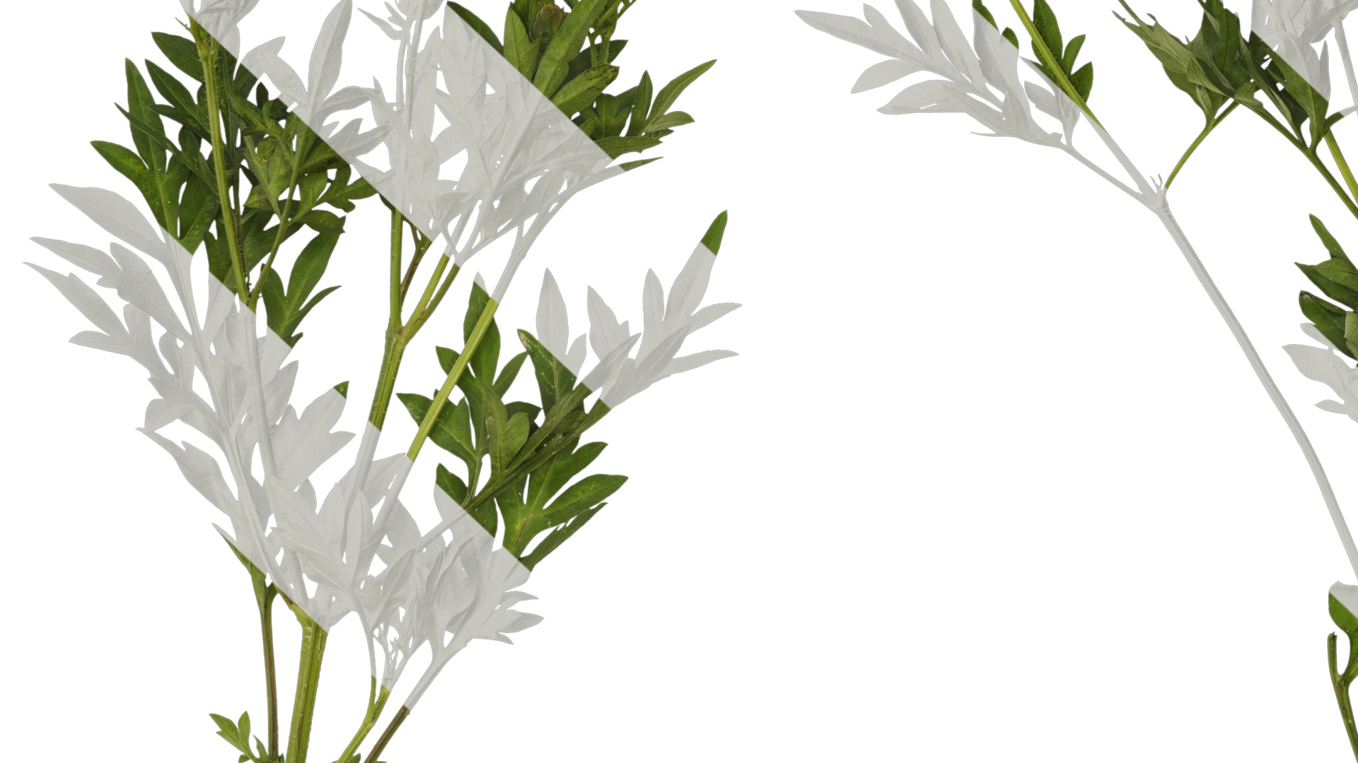 Anydrafts Cosmos sulphureus Atlas 03 Texture_7