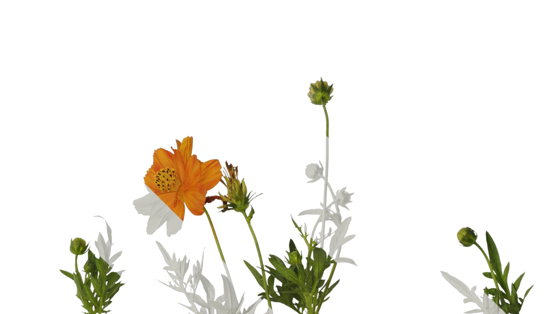 Anydrafts Cosmos sulphureus Atlas 03 Texture_2