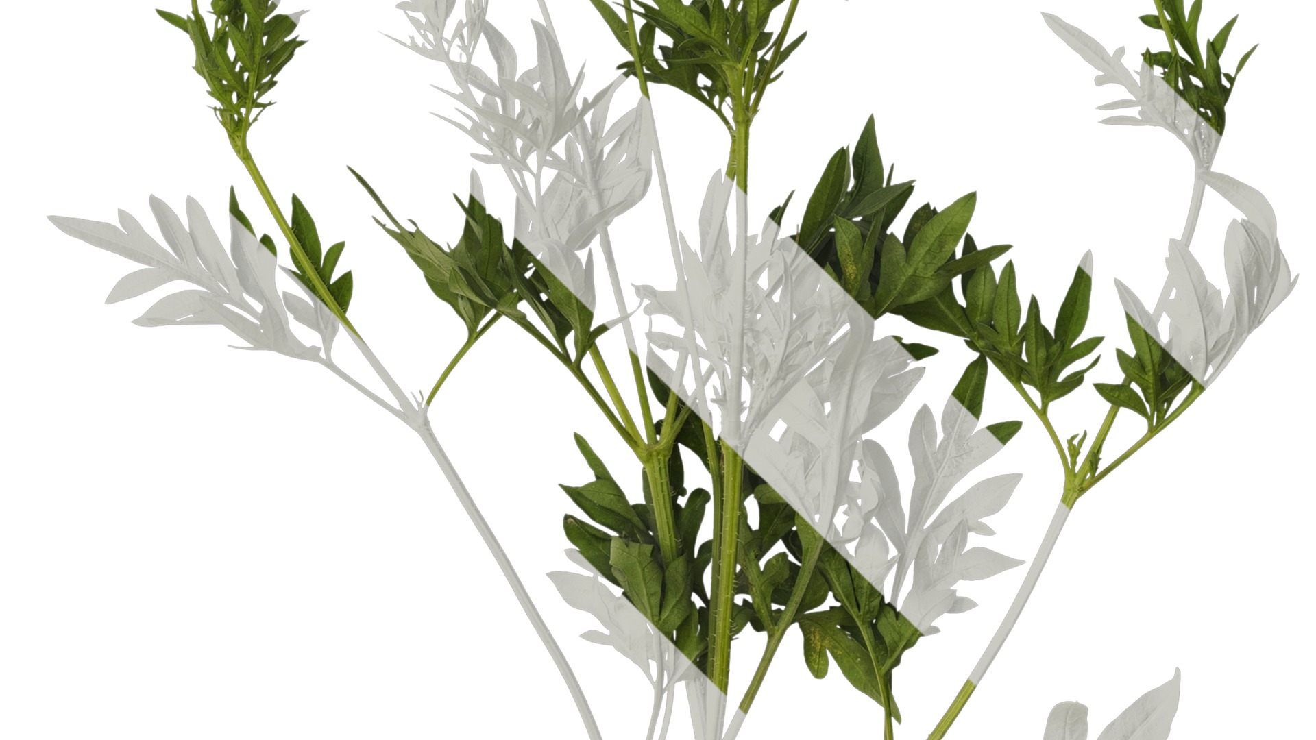 Anydrafts Cosmos sulphureus Atlas 03 Texture_4