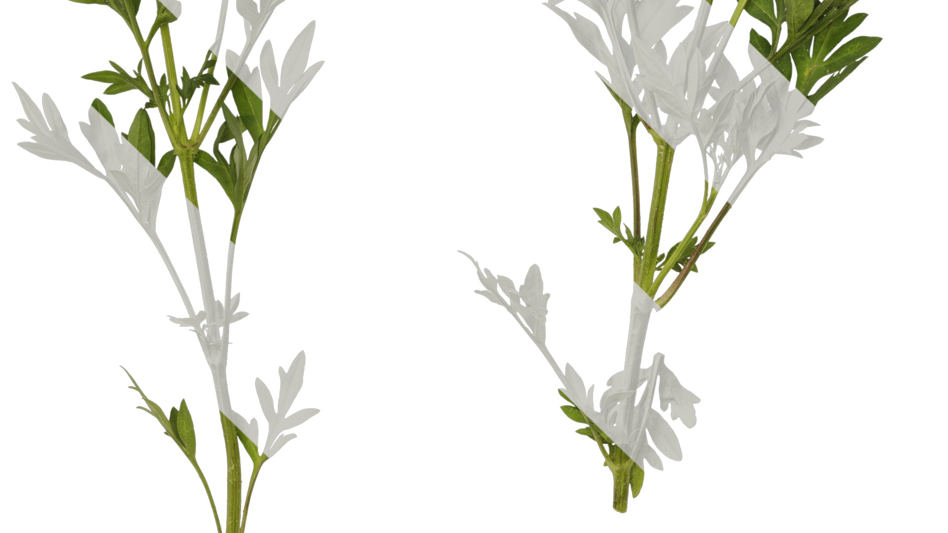 Anydrafts Cosmos sulphureus Atlas 03 Texture_5