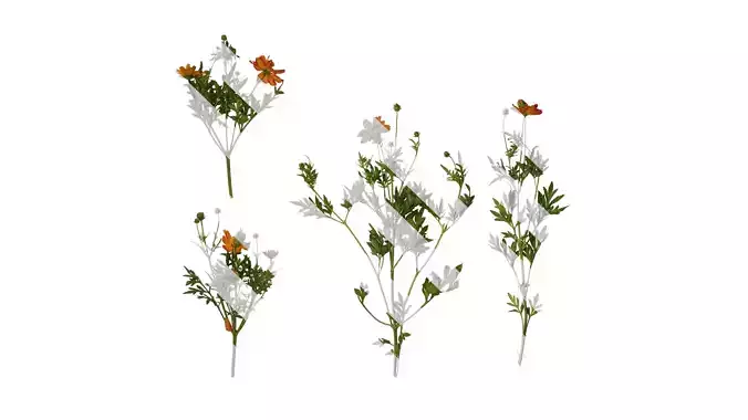 Anydrafts Cosmos sulphureus Atlas 04