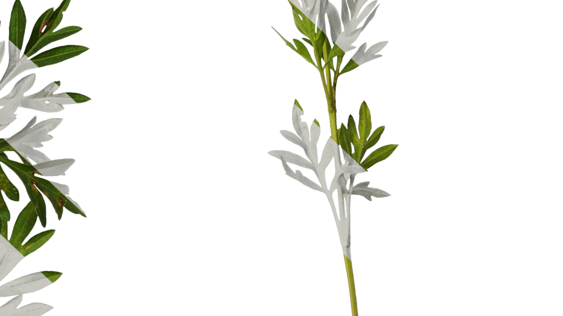 Anydrafts Cosmos sulphureus Atlas 06 Texture_7