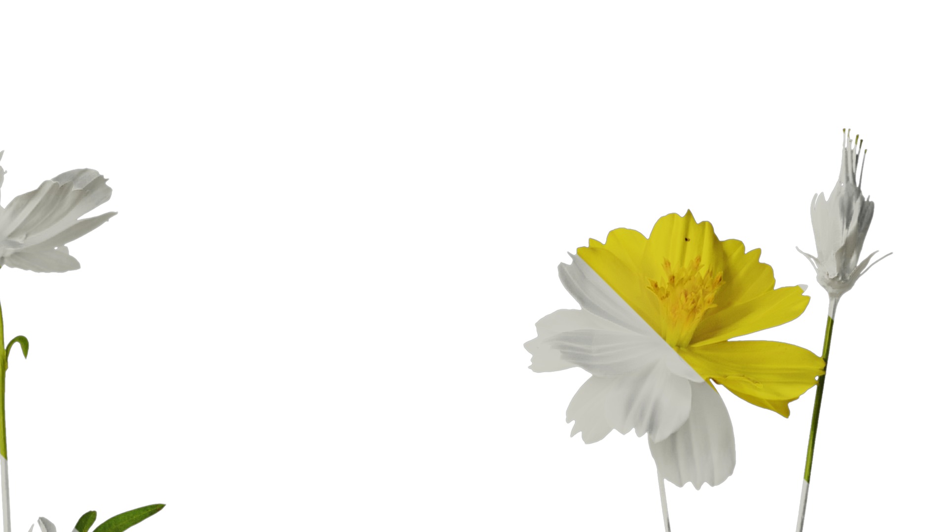 Anydrafts Cosmos sulphureus Atlas 06 Texture_2