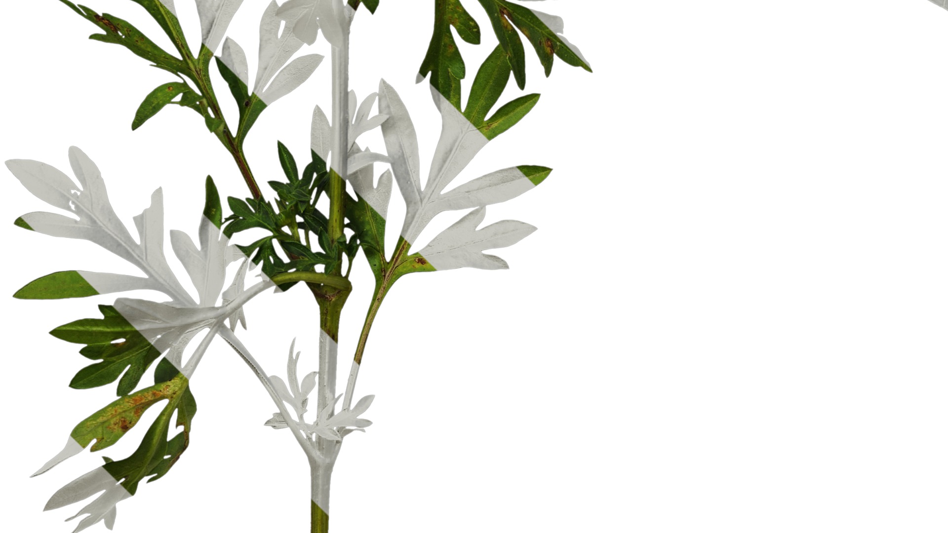 Anydrafts Cosmos sulphureus Atlas 06 Texture_5