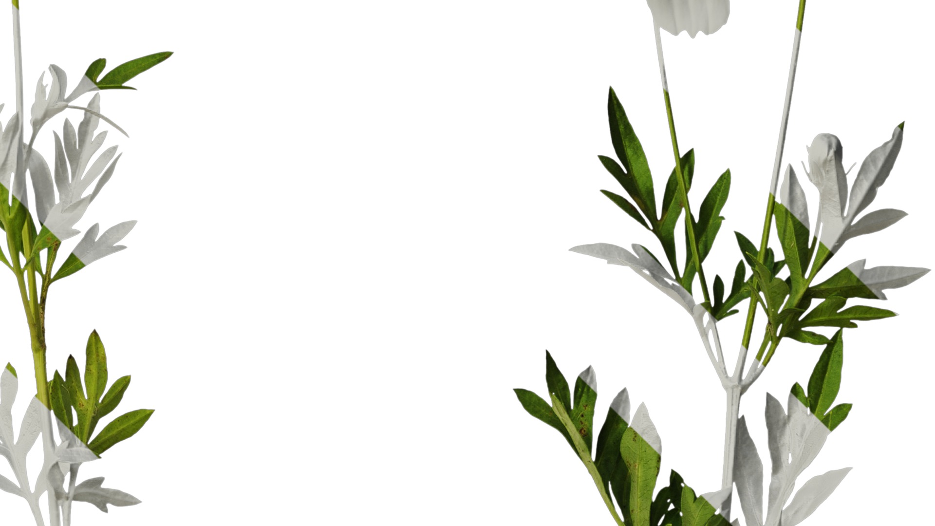 Anydrafts Cosmos sulphureus Atlas 06 Texture_4