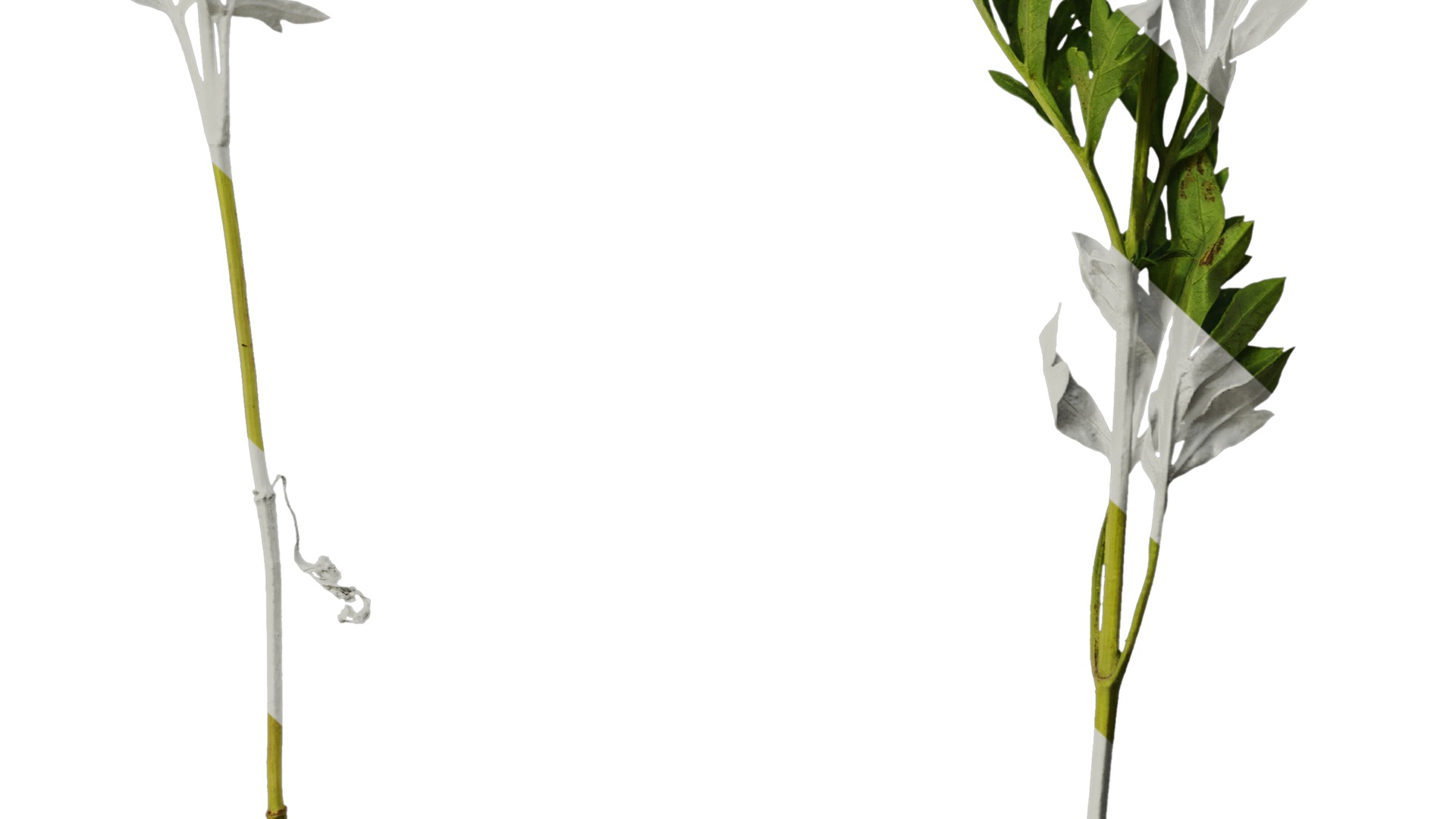 Anydrafts Cosmos sulphureus Atlas 06 Texture_6