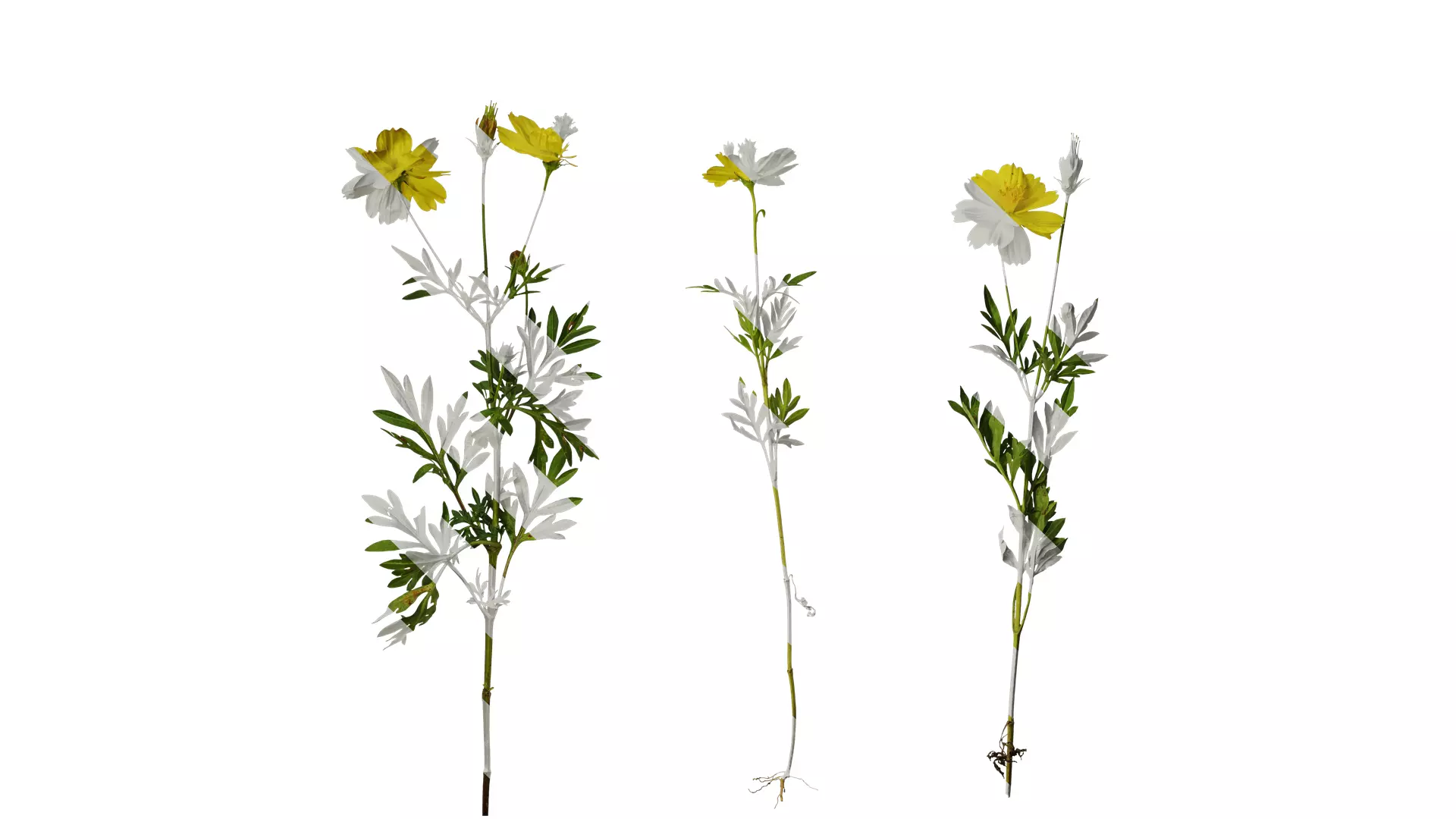 Anydrafts Cosmos sulphureus Atlas 06 Texture_0