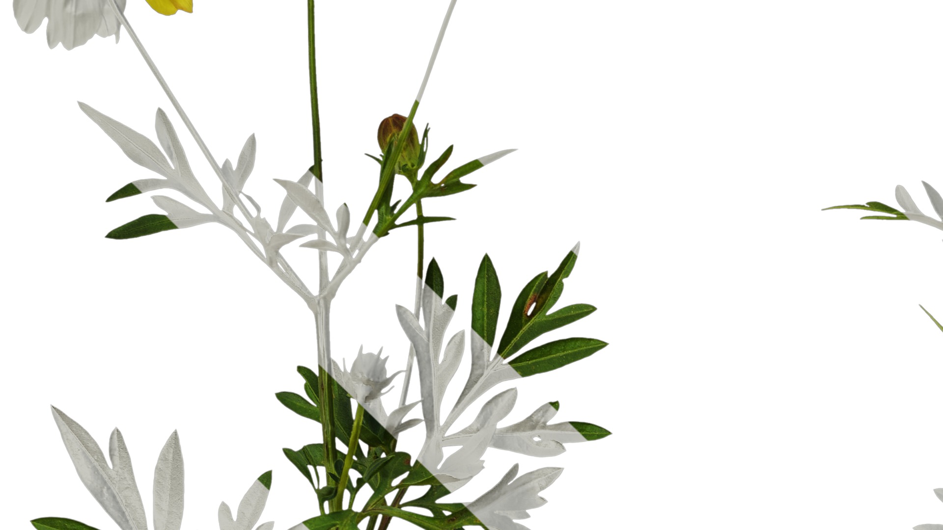 Anydrafts Cosmos sulphureus Atlas 06 Texture_3