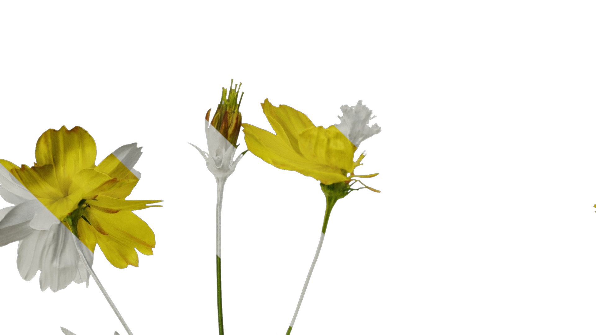 Anydrafts Cosmos sulphureus Atlas 06 Texture_1