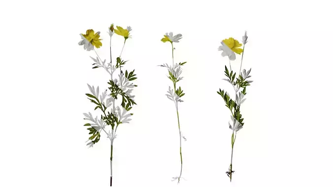 Anydrafts Cosmos sulphureus Atlas 06