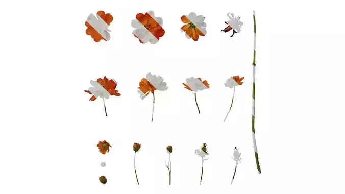 Anydrafts Cosmos sulphureus Flower 08