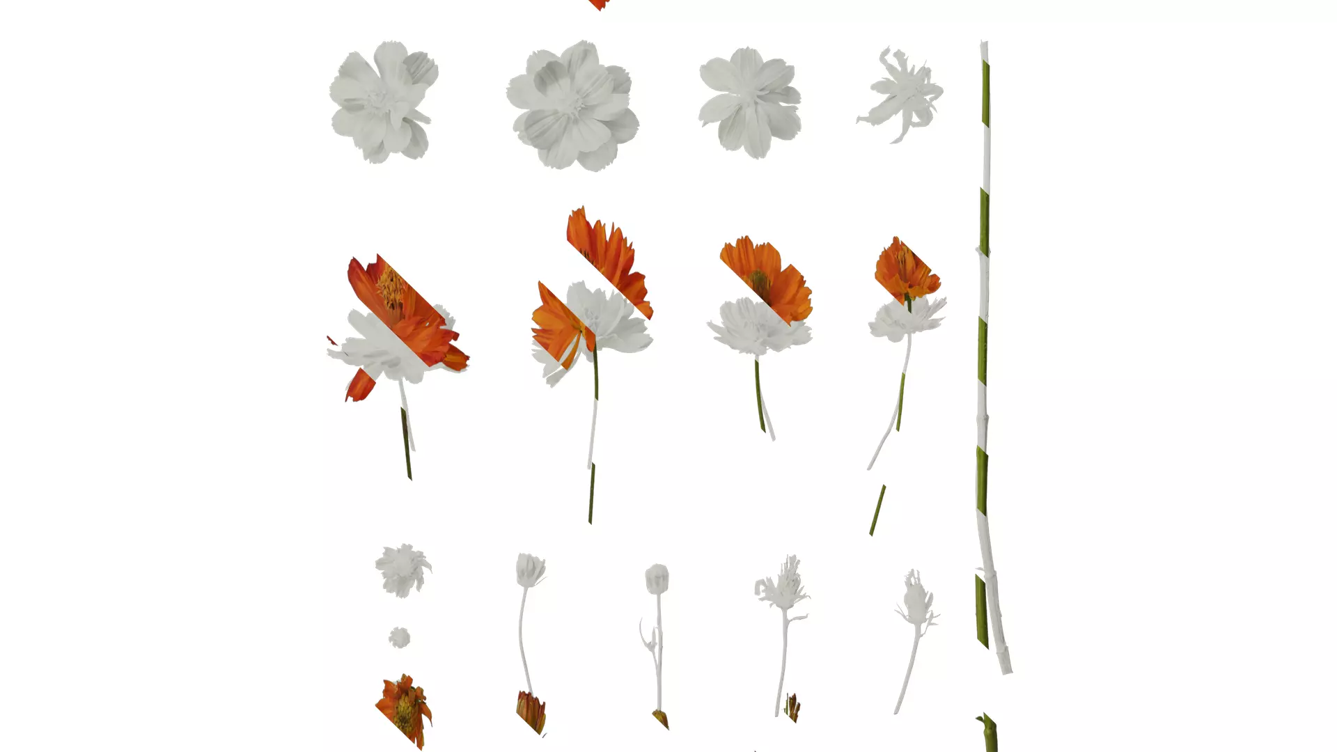 Anydrafts Cosmos sulphureus Flower 08 Texture_0