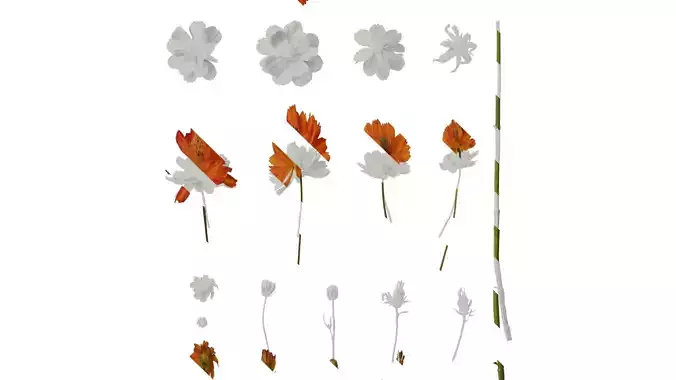 Anydrafts Cosmos sulphureus Flower 08