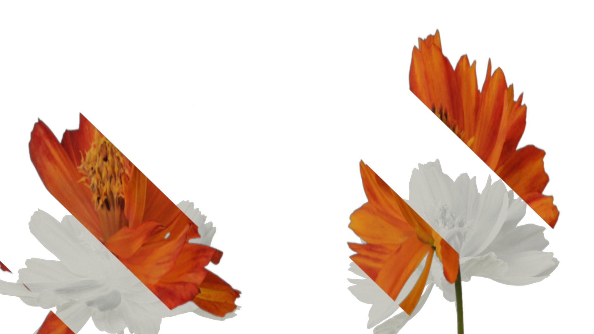 Anydrafts Cosmos sulphureus Flower 08 Texture_3