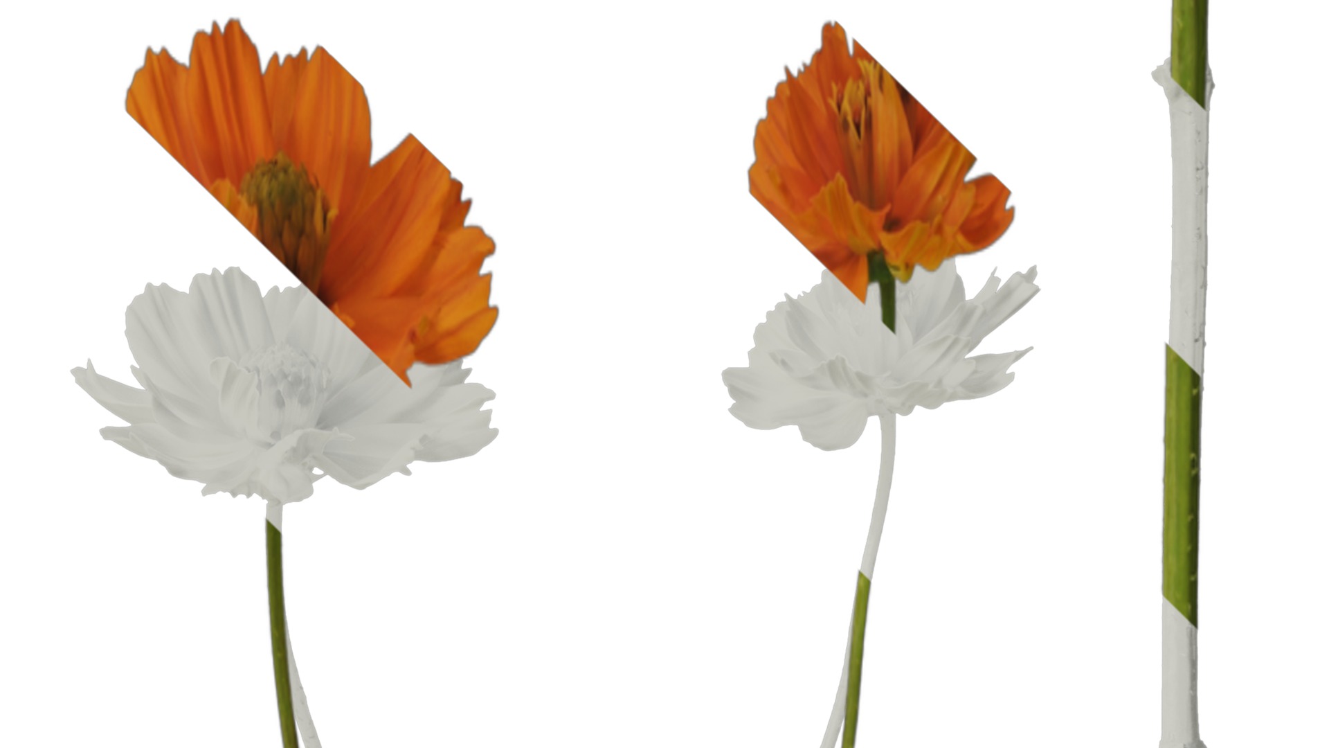 Anydrafts Cosmos sulphureus Flower 08 Texture_4