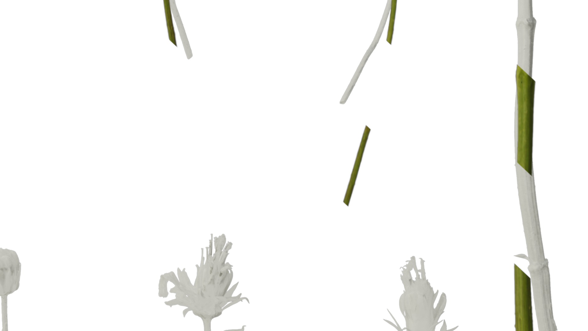 Anydrafts Cosmos sulphureus Flower 08 Texture_6