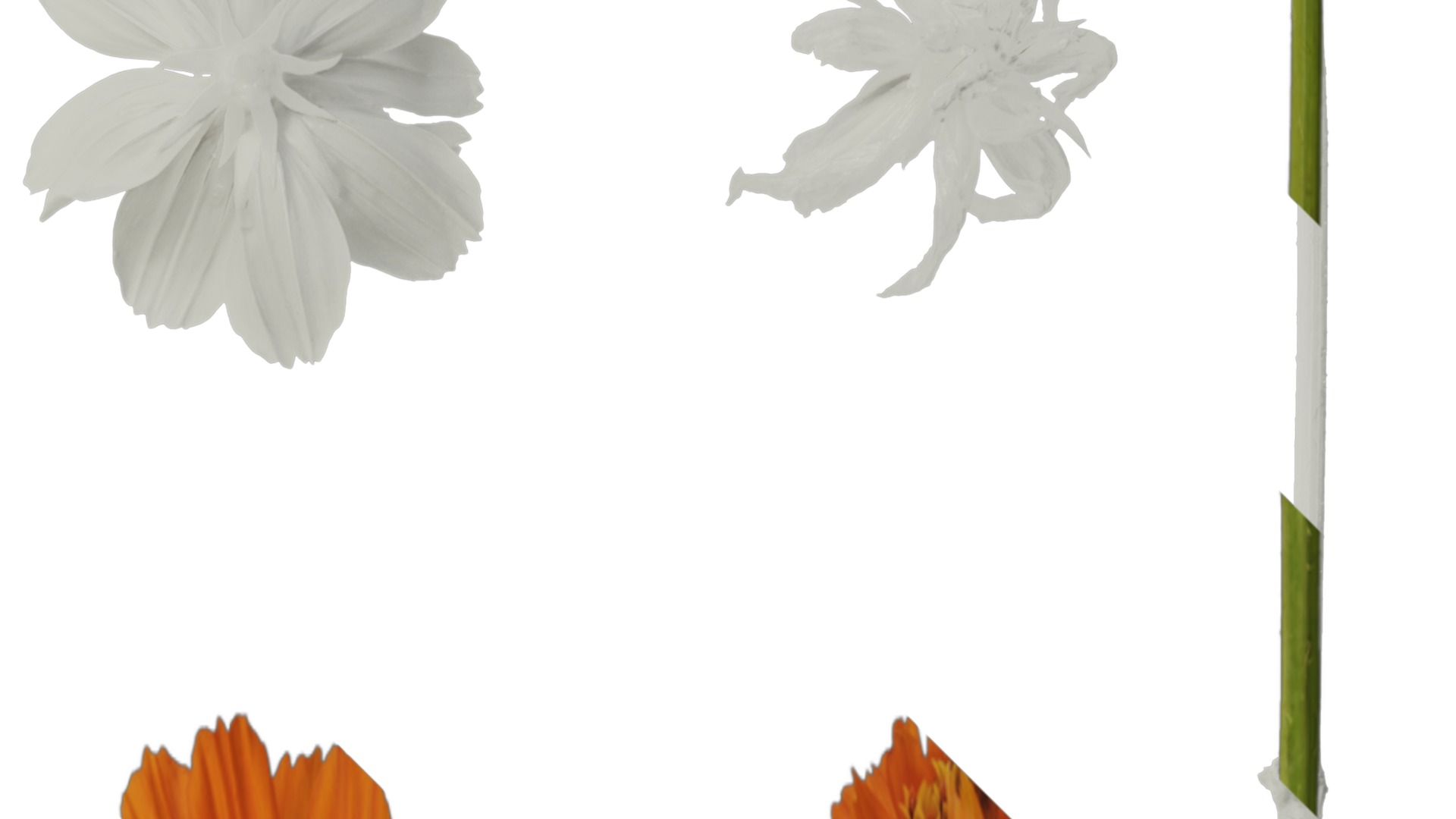 Anydrafts Cosmos sulphureus Flower 08 Texture_2