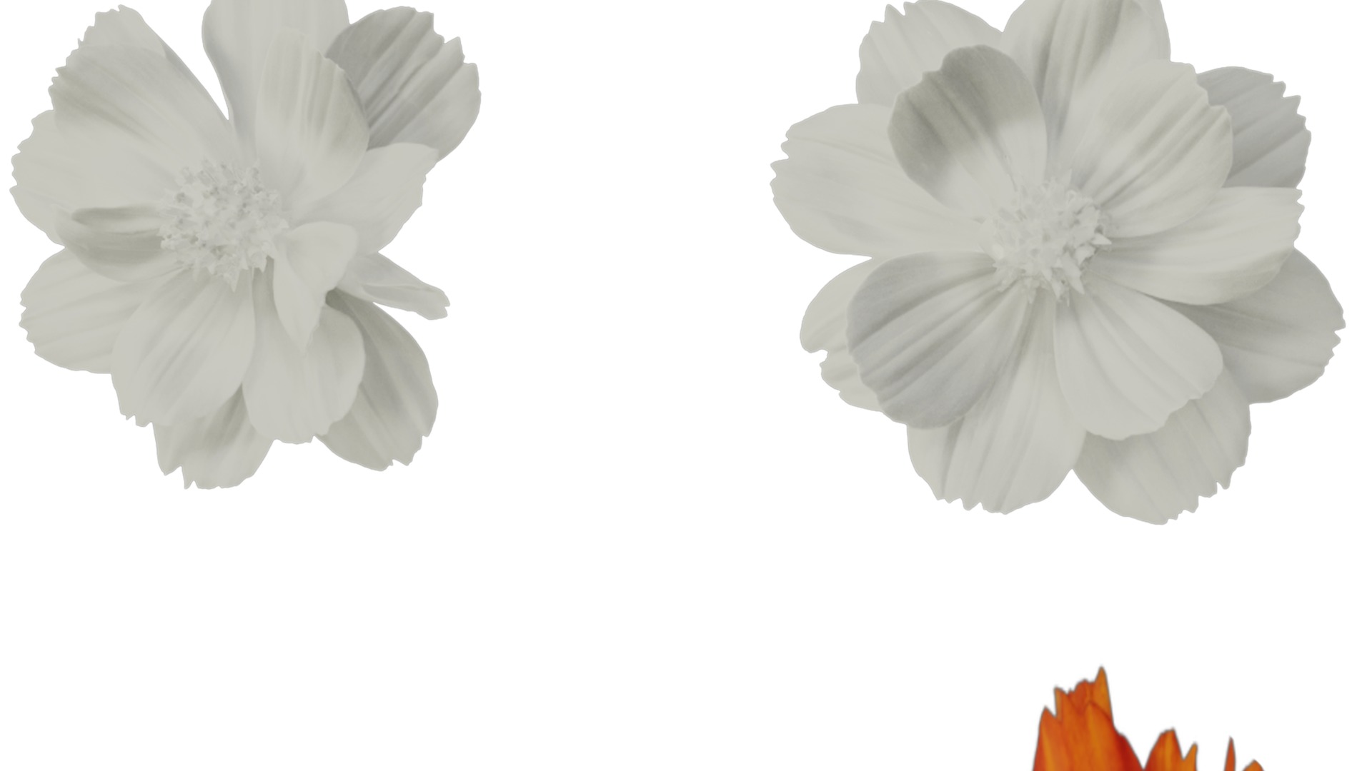 Anydrafts Cosmos sulphureus Flower 08 Texture_1