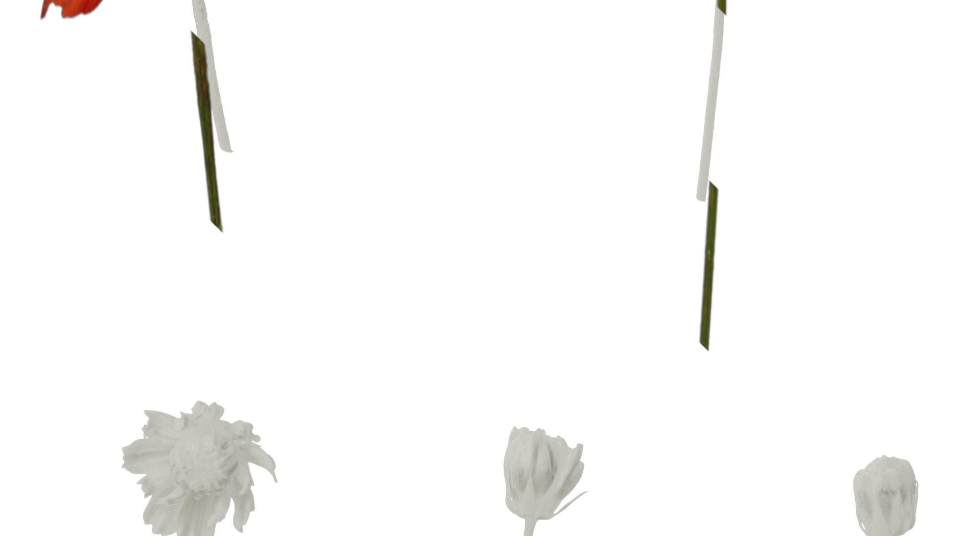 Anydrafts Cosmos sulphureus Flower 08 Texture_5