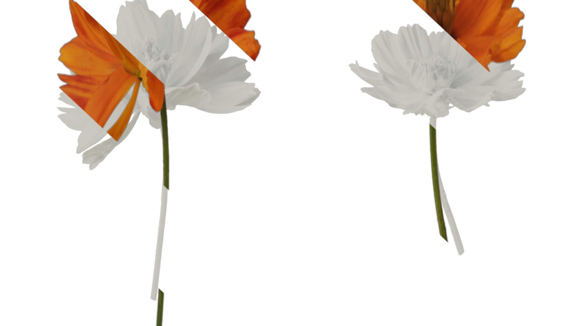 Anydrafts Cosmos sulphureus Flower 08 Texture_7