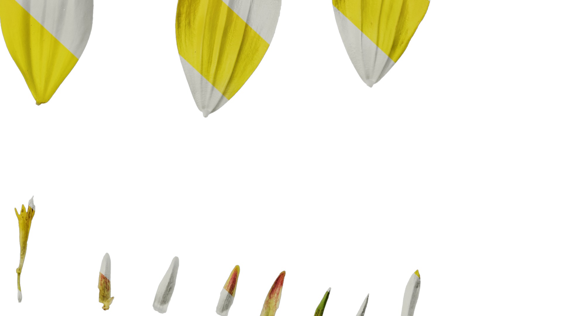 Anydrafts Cosmos sulphureus Flower 09 Texture_6