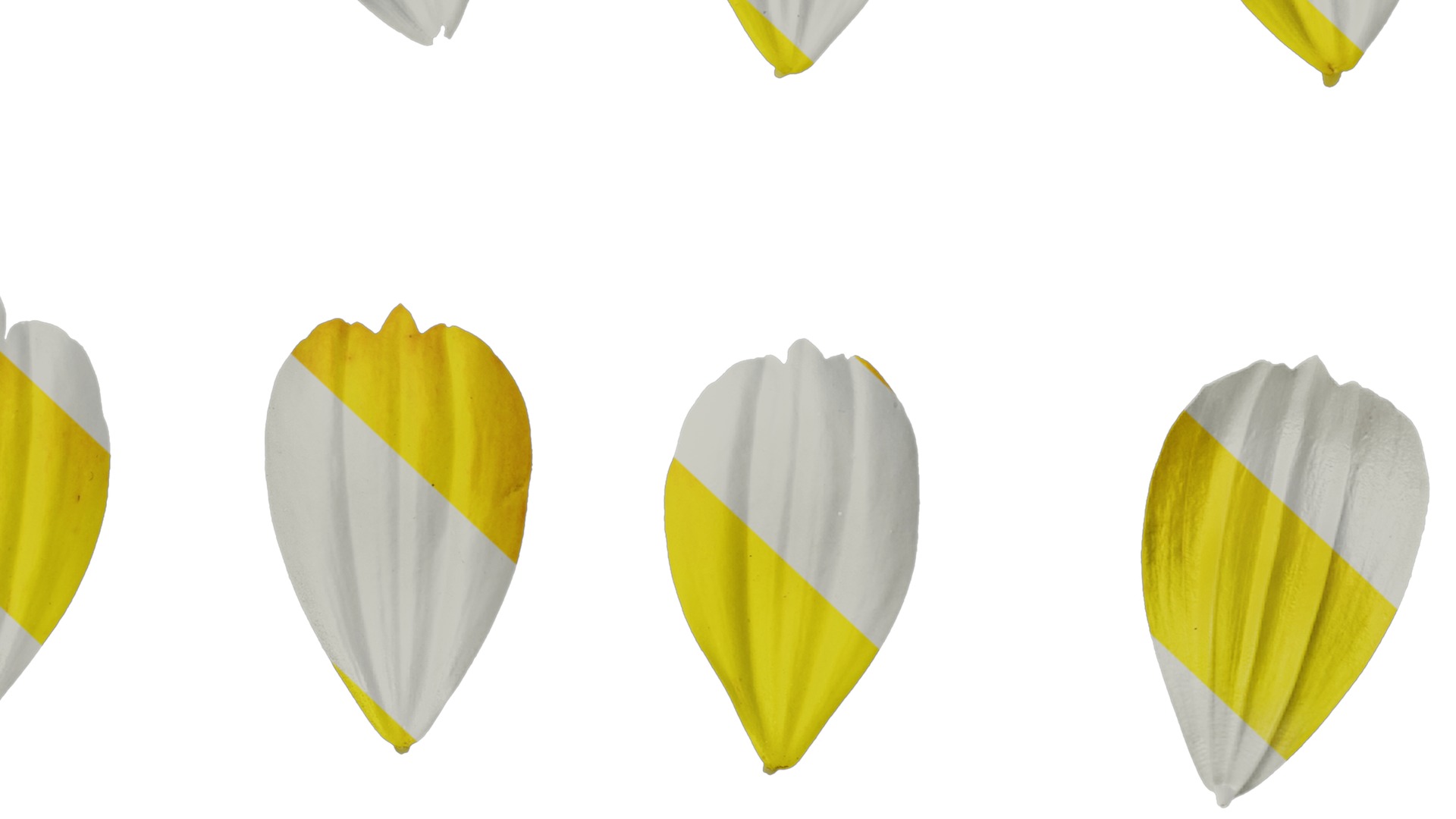 Anydrafts Cosmos sulphureus Flower 09 Texture_7