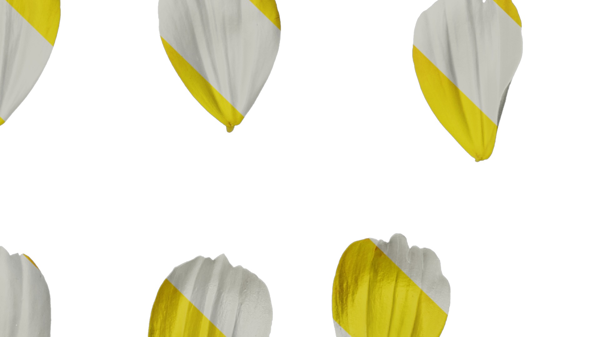 Anydrafts Cosmos sulphureus Flower 09 Texture_4