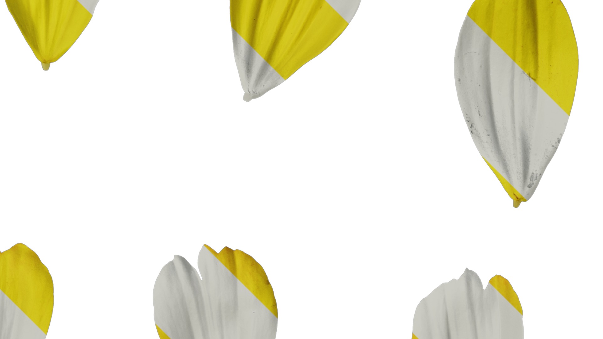 Anydrafts Cosmos sulphureus Flower 09 Texture_2