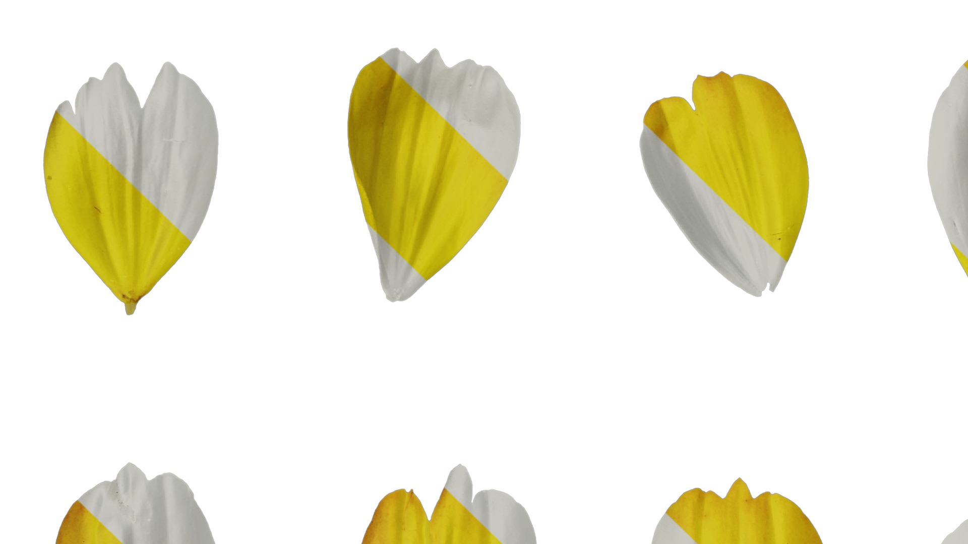 Anydrafts Cosmos sulphureus Flower 09 Texture_3