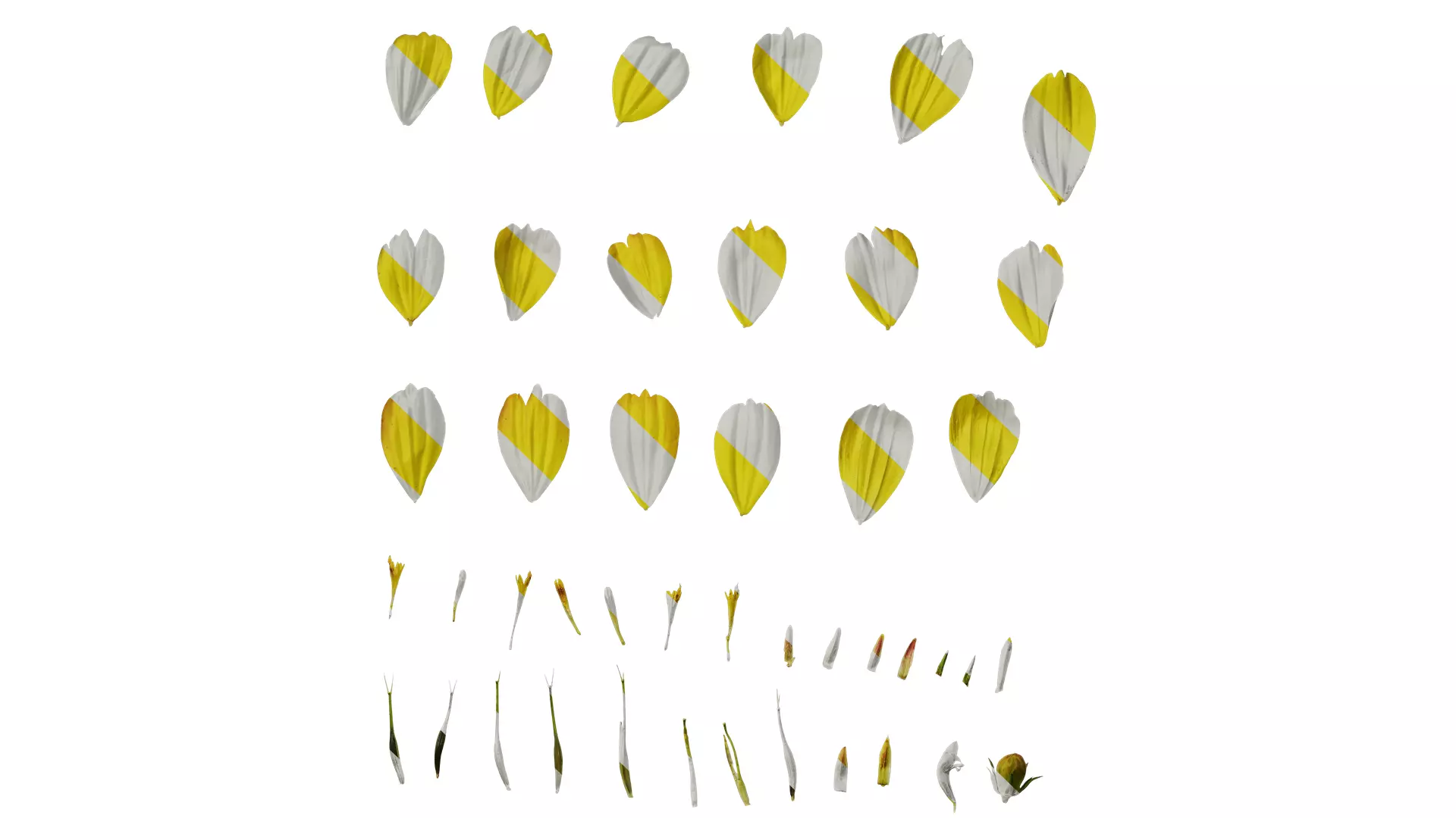 Anydrafts Cosmos sulphureus Flower 09 Texture_0