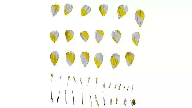 Anydrafts Cosmos sulphureus Flower 09