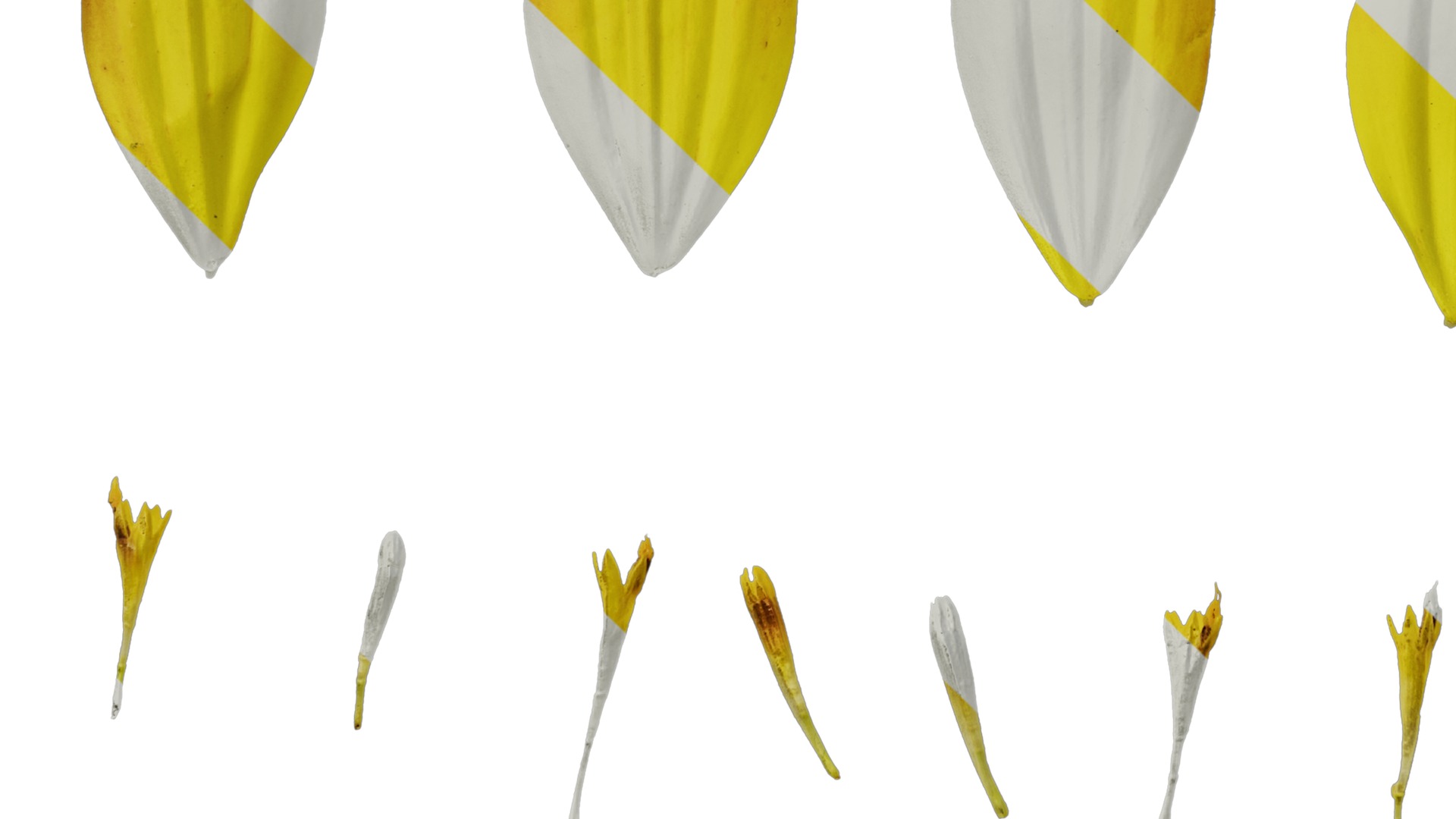 Anydrafts Cosmos sulphureus Flower 09 Texture_5