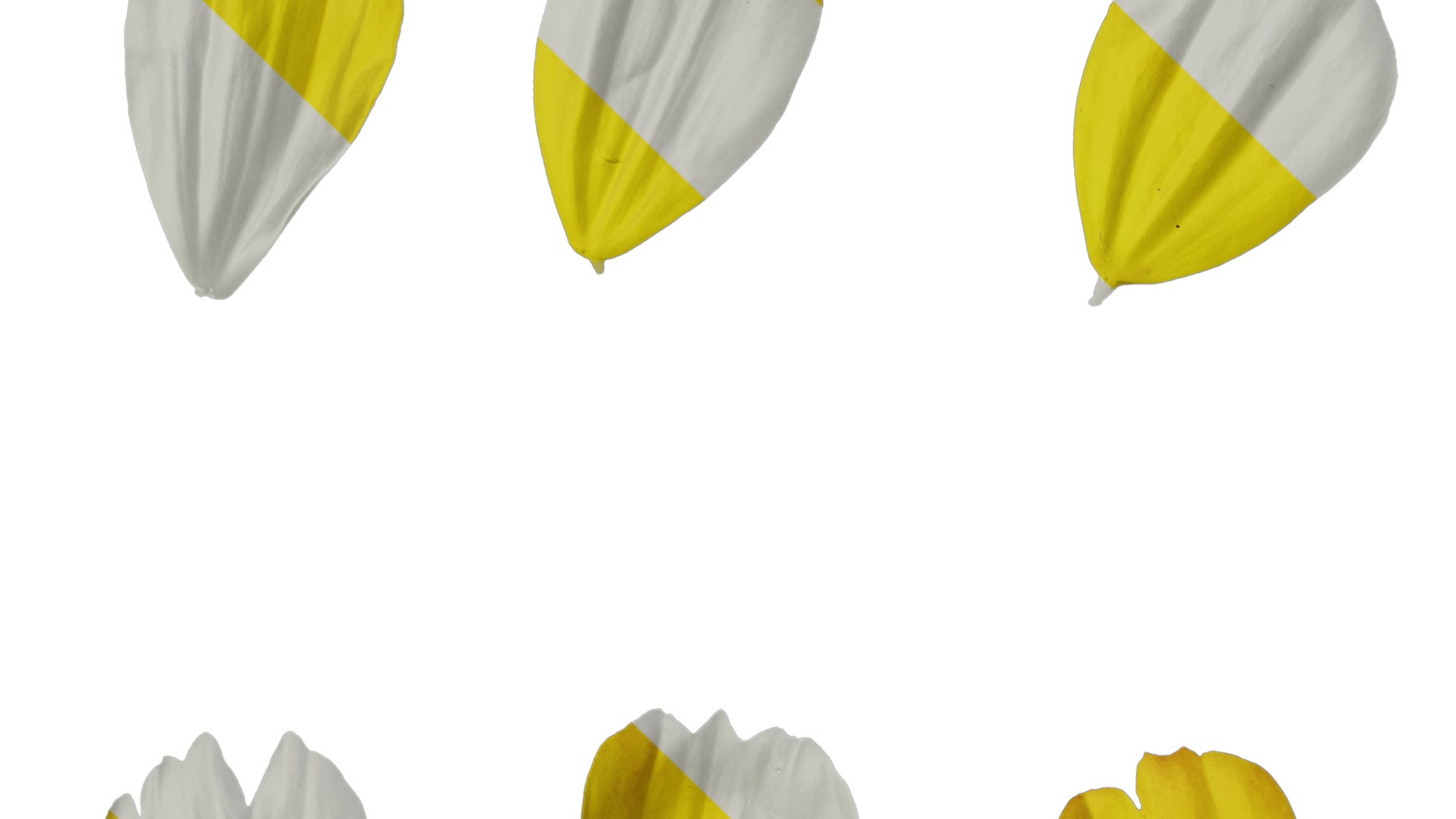 Anydrafts Cosmos sulphureus Flower 09 Texture_1