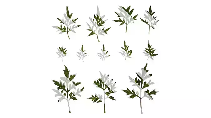 Anydrafts Cosmos sulphureus Leaf 03