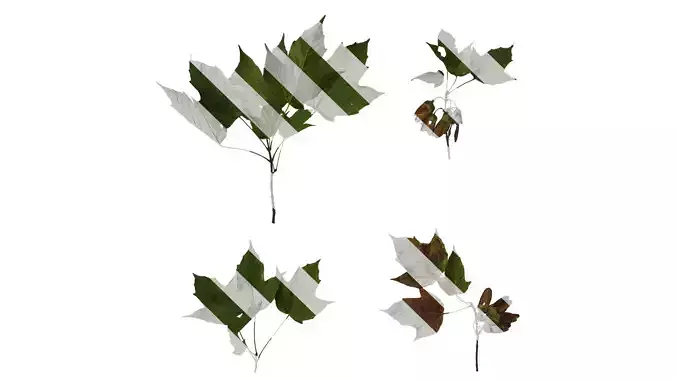 Anydrafts Acer tsinglingense Atlas 01