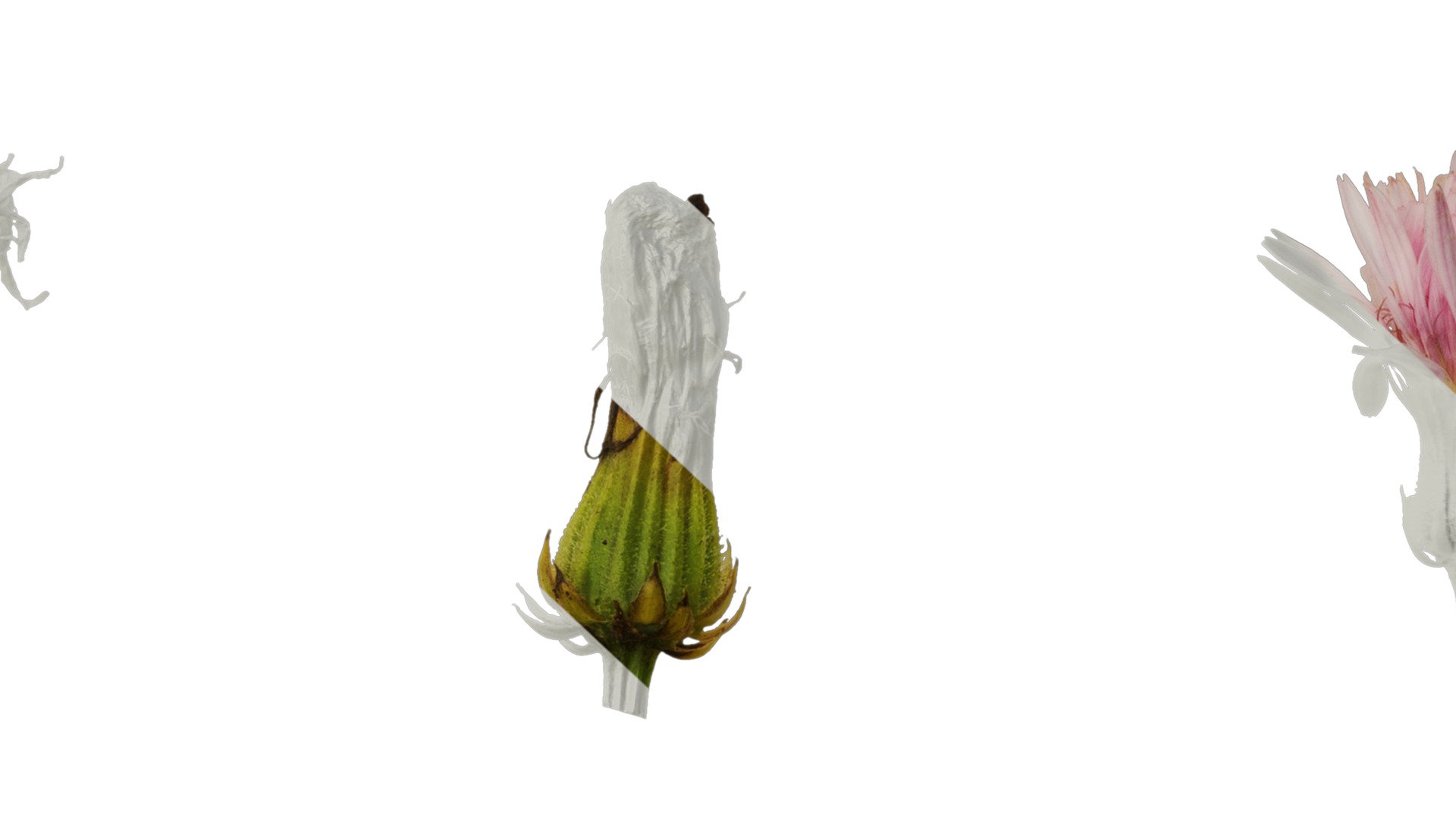 Anydrafts Crepis pubra Flower 01 Texture_7