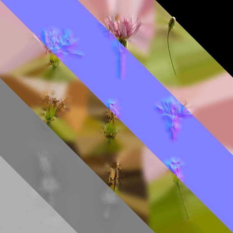 Anydrafts Crepis pubra Flower 01 Texture_8