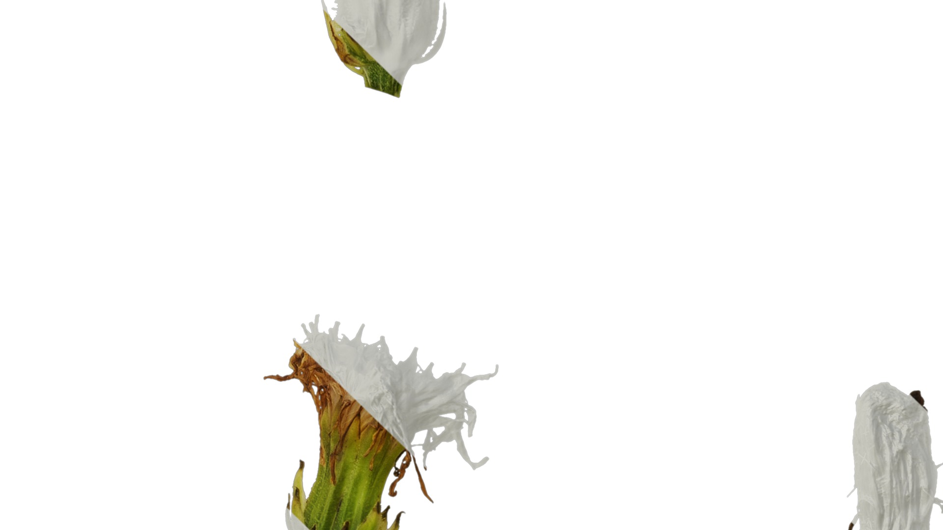 Anydrafts Crepis pubra Flower 01 Texture_3