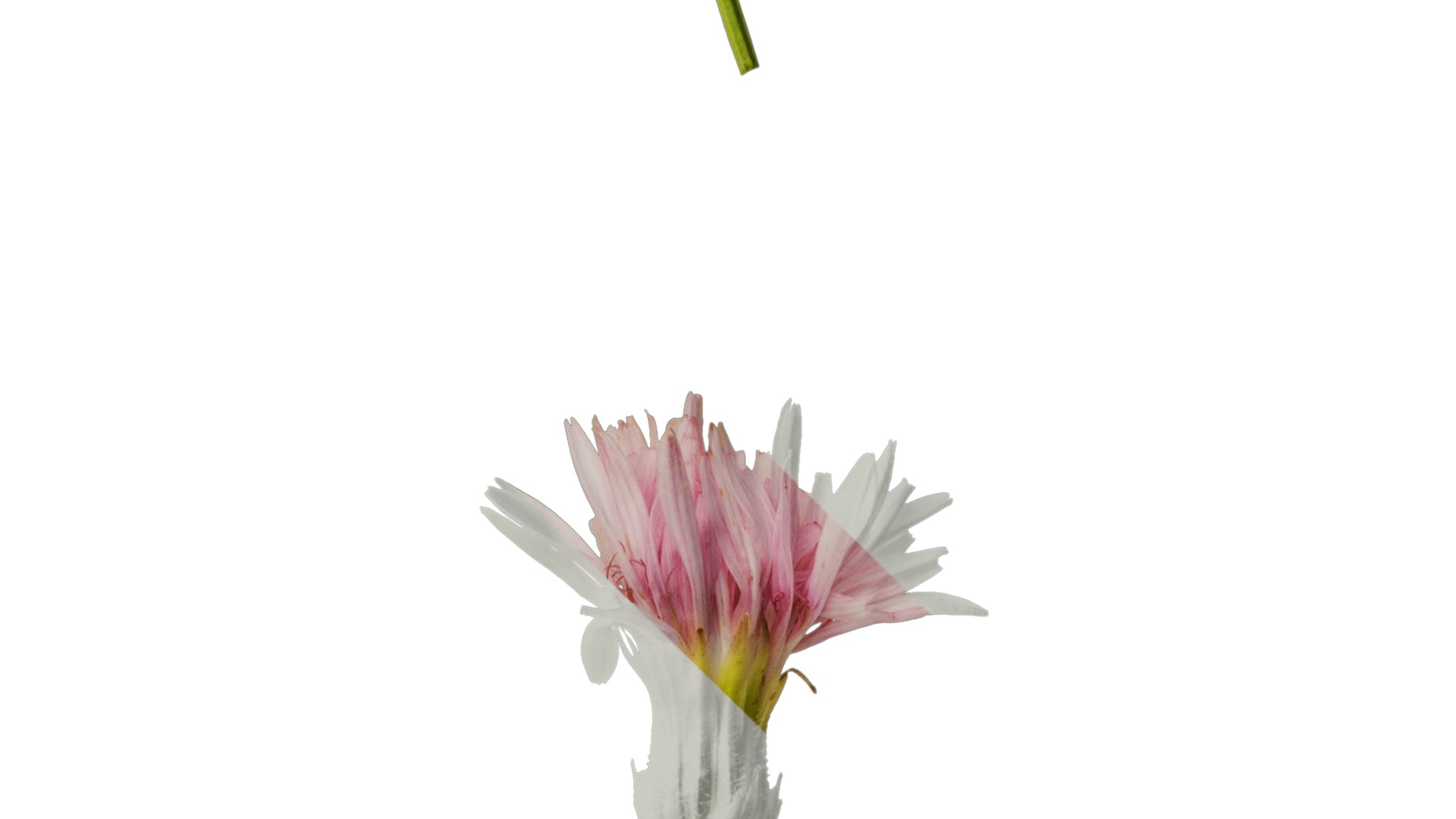 Anydrafts Crepis pubra Flower 01 Texture_4