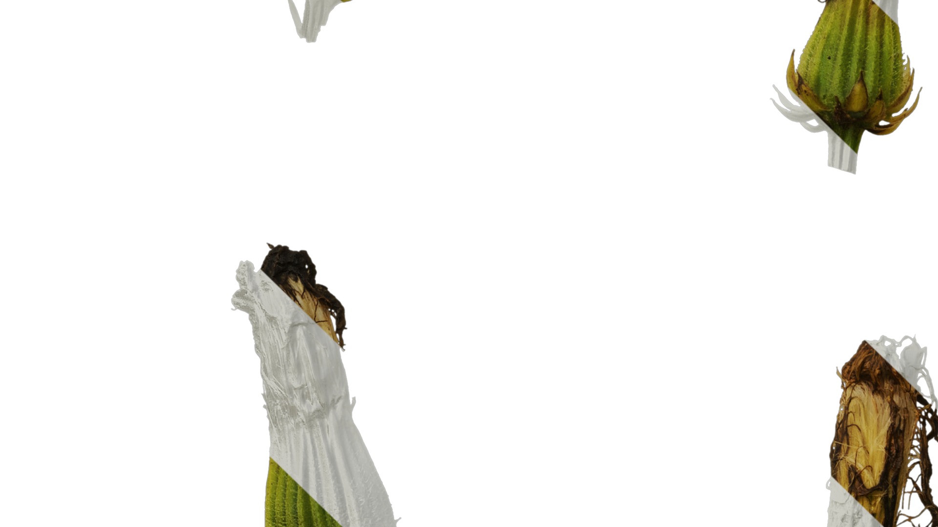 Anydrafts Crepis pubra Flower 01 Texture_5