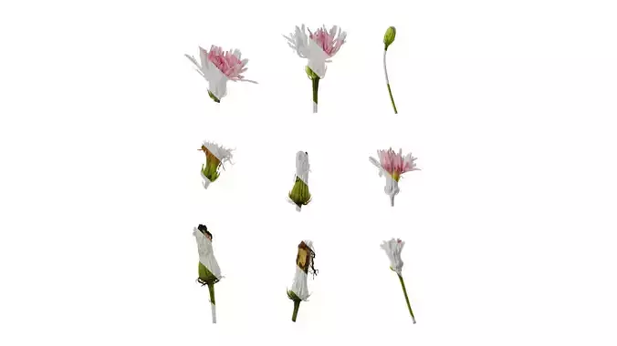 Anydrafts Crepis pubra Flower 01