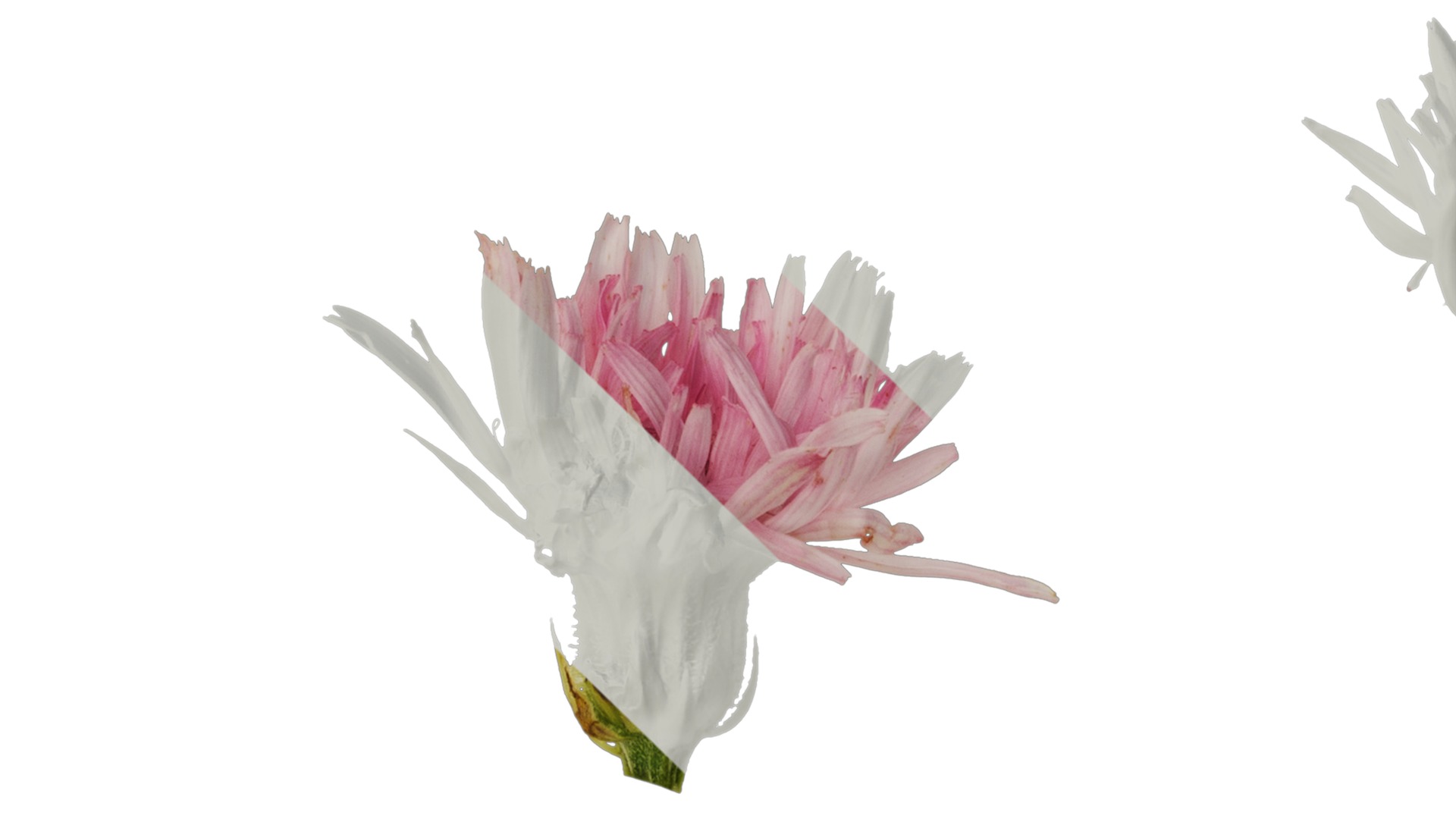 Anydrafts Crepis pubra Flower 01 Texture_1