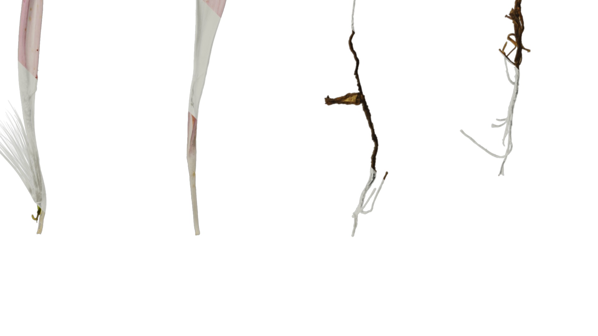 Anydrafts Crepis pubra Flower 02 Texture_2